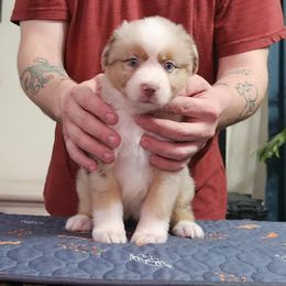 Red Tri Girl - Red merle female Miniature American Shepherd puppy in Norfolk, Virginia from Givadem