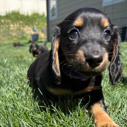 Purple - Black and tan female Dachshund puppy in Meridian, Idaho from Schön Duchshund