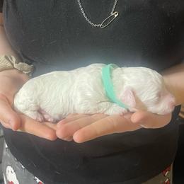 Noodles - White male Bichon Frise puppy in Cave City, Kentucky from Loretta's Pups