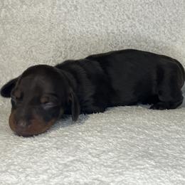 Bella - Chocolate and tan female Dachshund puppy in Mocksville, North Carolina from The Dachs of Hazzard Dachshunds