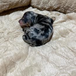 Girl 1 - Blue merle female Aussiedoodle puppy in Golden, Mississippi from Two Creeks Farm Poodles & Doodles