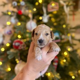 Miss Lavender - Cream female Goldendoodle puppy in Athens, Georgia from Moore Goldendoodles