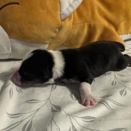 Toast - Black and tan male Pembroke Welsh Corgi puppy in Dickinson, Texas from Careaga Farms