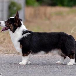 Bruno - Cardigan Welsh Corgi