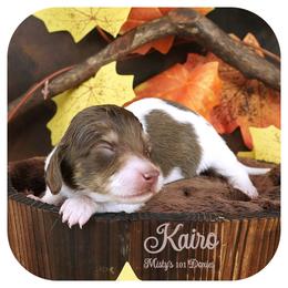 KAIRO - AKC Registered - Chocolate and tan male Dachshund puppy in Graceville, Florida from Misty's 101 Doxies