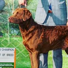 Otto - Chesapeake Bay Retriever
