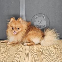 Pepper's Wildflower and Barley - Chocolate sable female Pomeranian puppy in Plant City, Florida from Pepper's Pomeranians