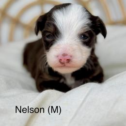 Nelson - male Australian Mountain Doodle puppy in Sterling, Colorado from North 40 Doodles