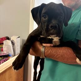 Boxer puppies from Vom Krepps Manor