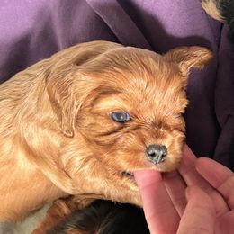 Cavalier King Charles Spaniel Puppies from Boyd Cavalier Puppies