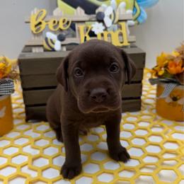 Blue - Chocolate male Labrador Retriever puppy in Heath Springs, South Carolina from Rich Hill Retrievers