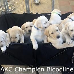 Labrador Retriever puppies from Holly and Handsome