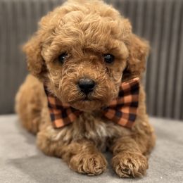 Cavapoo and Poodle Puppies from Fletcher fuzzy friends