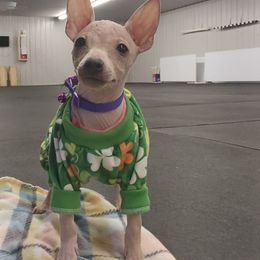 American Hairless Terrier Puppies from Hearts Companions