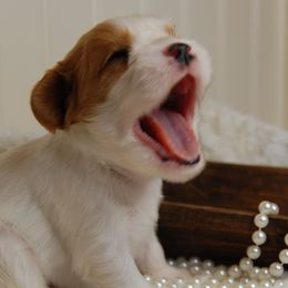 Cavalier King Charles Spaniels and Cavapoos from Dogwood & Sassafras Companions