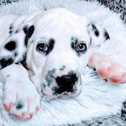 Dalmatians from Adirondack Dalmatians