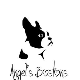 Boston Terriers from Angel's Boston Terriers