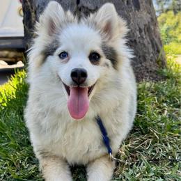 Twinkle - Gray and white female Pomsky puppy in La Verne, California from Red Cedar Pomskies