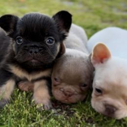 French Bulldog Puppies from House of Frenchies