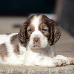 Girl 3 - Liver white and tan female English Springer Spaniel puppy in Central, South Carolina from SarMel