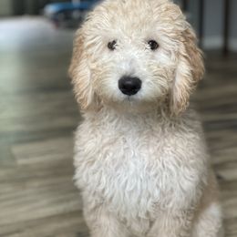 Simba - Orange Collar - Sheepadoodle puppy in Pataskala And Thornville, Ohio from Four Front Doodles LLC.