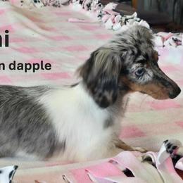 Cammi - Dachshund