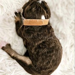 Bernedoodle Puppies from Daisy's Doodles