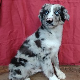 Miniature Australian Shepherds and Shih Tzus from Pedroza Farm