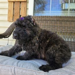 AKC Lola - Brindle female Bouvier des Flandres puppy in Marionville, Missouri from Sandbox Puppies