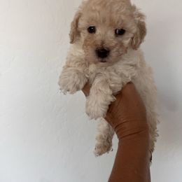 Boy 1 - Cream male Poodle puppy in Queen Creek, Arizona from Prestigious Toy Poodles