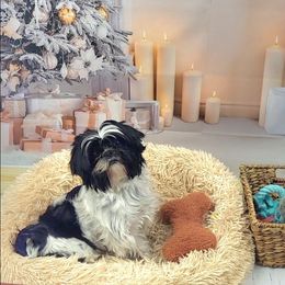 Penny - Shih Tzu