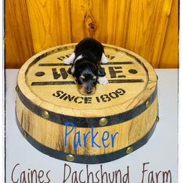 Parker - Piebald male Dachshund puppy in Cincinnati, Ohio from Caines Dachshund Farm