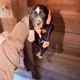 Girl 3 - Black and white female Siberian Husky puppy in Iron River, Wisconsin from Wiemeri Siberians