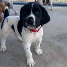 Red - Liver and white male German Shorthaired Pointer puppy in Newton Grove, North Carolina from Wayalife Labradors & Gsp’s