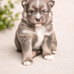 Merlin - Blue male Pomsky puppy in Coos Bay, Oregon from Ocean View Pomskies