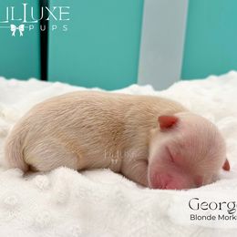 Boy 1 - male Morkie puppy in Scottsdale, Arizona from Lil Luxe Pups