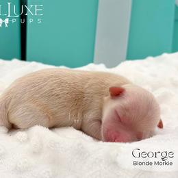Boy 1 - male Morkie puppy in Scottsdale, Arizona from Lil Luxe Pups