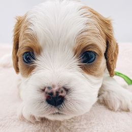 Cavapoos and Goldendoodles from Home Grown Puppies