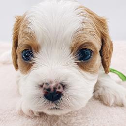 Cavapoos and Goldendoodles from Home Grown Puppies