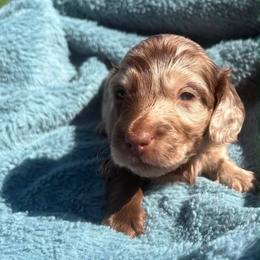 Clay - Dapple male Dachshund puppy in Cottage Grove, Oregon from Freckled Roots Farm Dachshunds