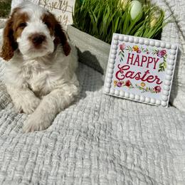 Aussiedoodles and Irish Doodles from Schooley Doodles