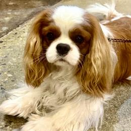 Babi (“Bobby”) - Cavalier King Charles Spaniel