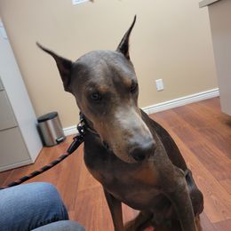Apollo - Doberman Pinscher
