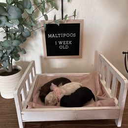 Maltipoo puppies from Toy Poodles And Maltese Of Florida