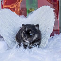 Sadie - Black and white female Pomsky puppy in Piedmont, South Carolina from Carolina Pomskies LLC