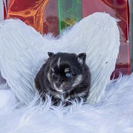 Sadie - Black and white female Pomsky puppy in Piedmont, South Carolina from Carolina Pomskies LLC