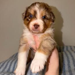 Hopper - Red merle male Australian Shepherd puppy in Anniston, Alabama from All Hale Aussies