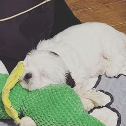 Shih Tzus from Private Home