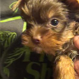 Puppy 1 - Chocolate and tan male Yorkshire Terrier puppy in Elizabeth, Indiana from Dwayne’s Yorkshire Terriers