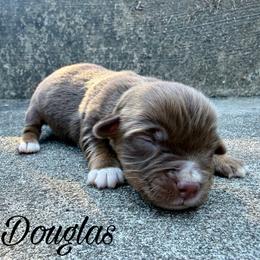 Douglas - Red tri male Miniature Australian Shepherd puppy in Sandy Hook, Kentucky from RidgeTop Aussies